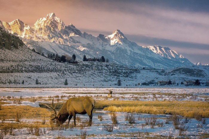 Elk grazing in snowy Wyoming mountains at sunset