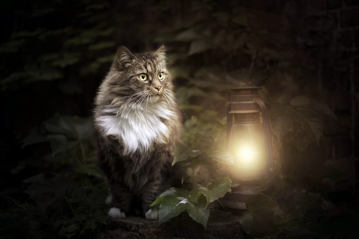 Cat sitting next to a lantern in the dark