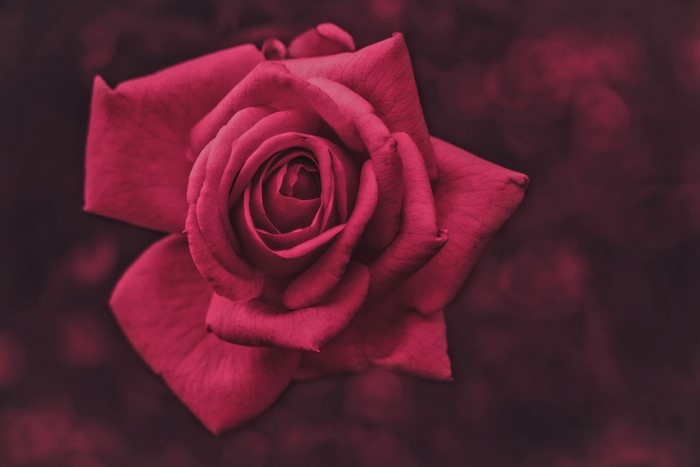 Close-up of a deep pink rose with blurred background