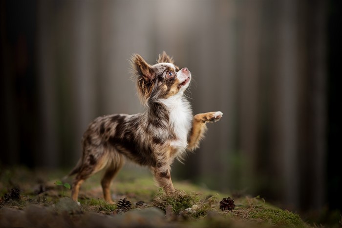 Merle Chihuahua dog with paw raised in forest