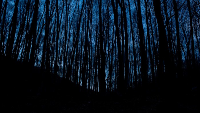 Dark forest silhouette at night with blue sky