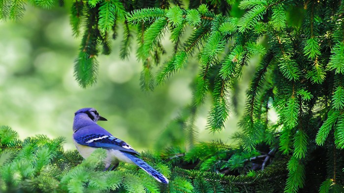 Blue Jay on Pine Tree Branch