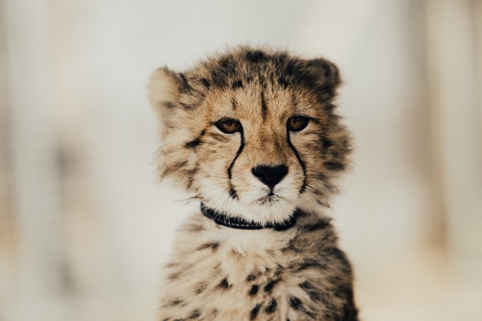 Baby Cheetah with Black Collar