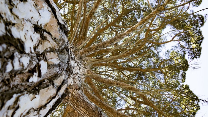 4K tree bark and branches from below
