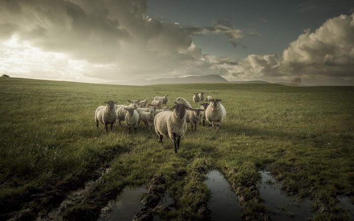 A flock of sheep in a grassy field under a cloudy sky