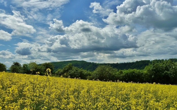 Field of yellow flowers under a cloudy sky