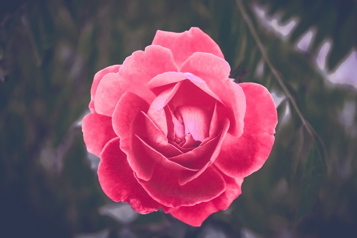 4K macro of a pink rose