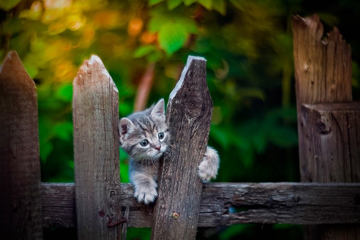 Kitten peeking over a wooden fence