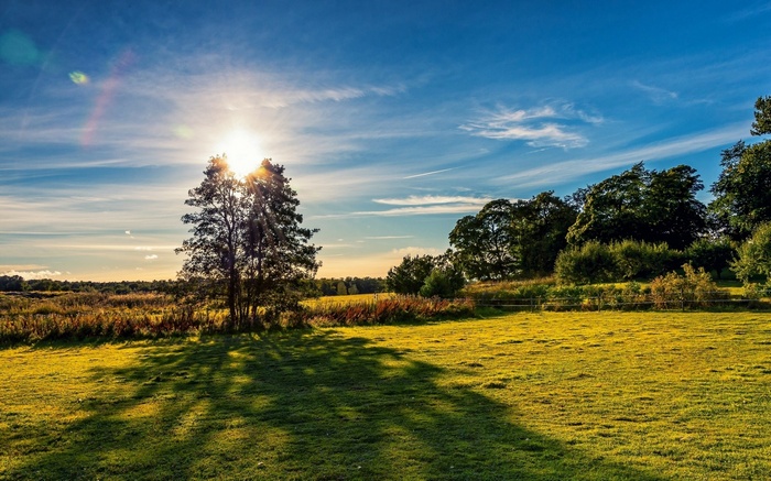 Sunlit meadow with trees and blue sky