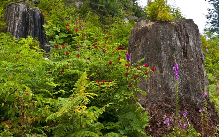 Forest scene with large tree stumps and red berries