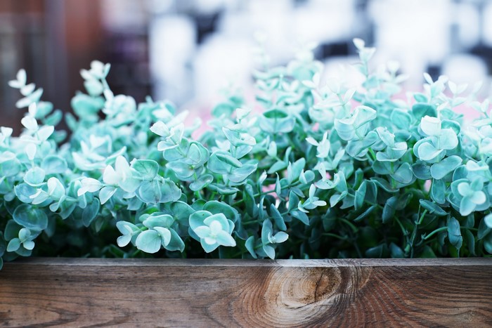 Cyan Leaves in Wooden Planter