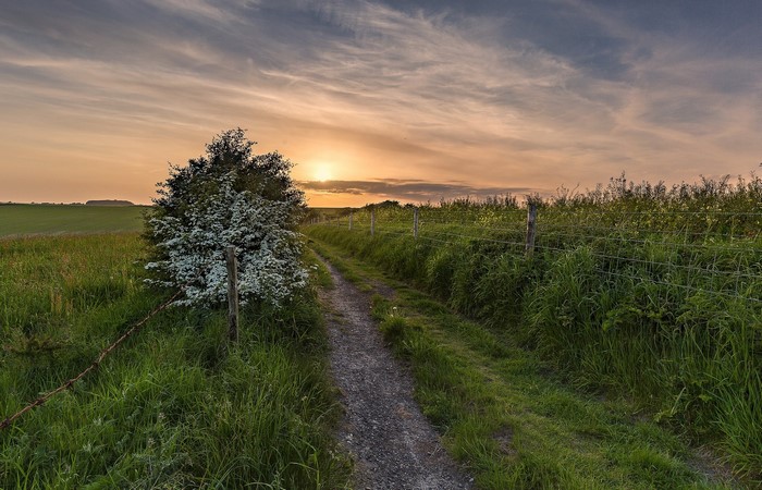 Path through a field at sunset