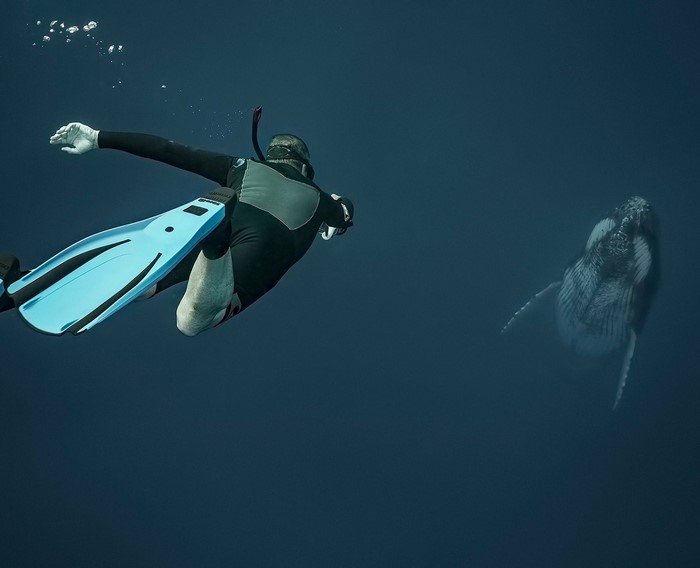 Scuba diver swims near a humpback whale underwater