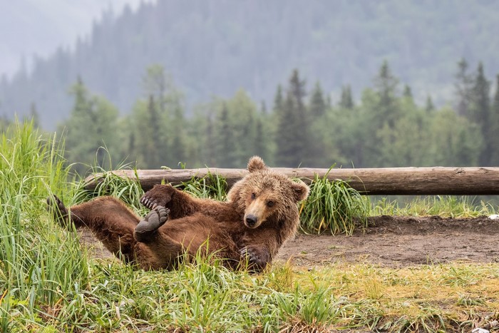 Brown bear lying on its back in grass