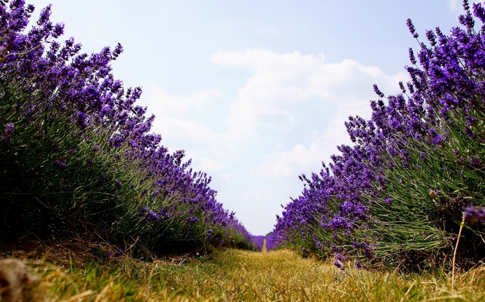 Lavender field under a cloudy sky