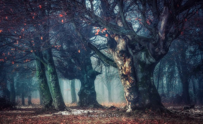 Misty forest with old trees and fallen leaves