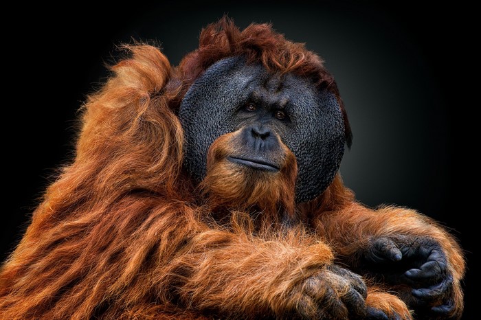 Close-up portrait of a male orangutan