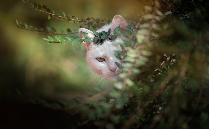 A white cat peeks through green leaves outdoors