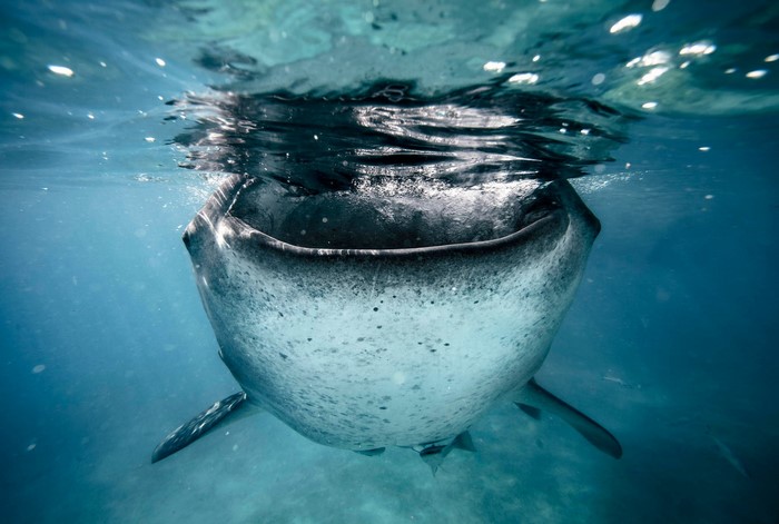 Whale shark swimming underwater