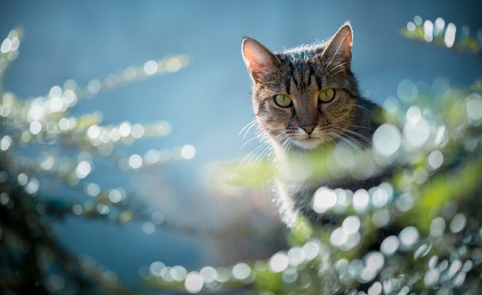 A tabby cat peeks through foliage