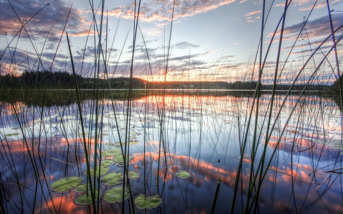 Reeds and lily pads on a lake at sunset