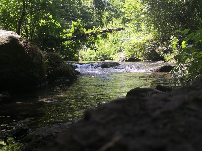 A stream flows through a sunlit forest