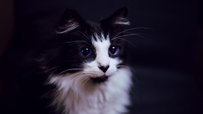 Black and white cat with blue eyes