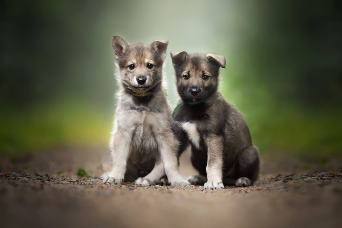 Two puppies sitting on a dirt path