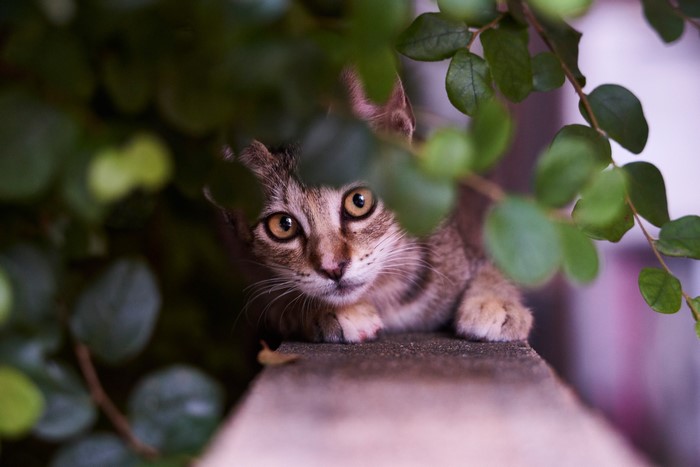 A kitten peeking through green leaves