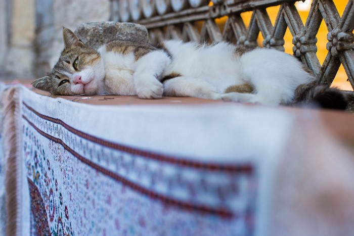 Cat sleeping on a patterned rug