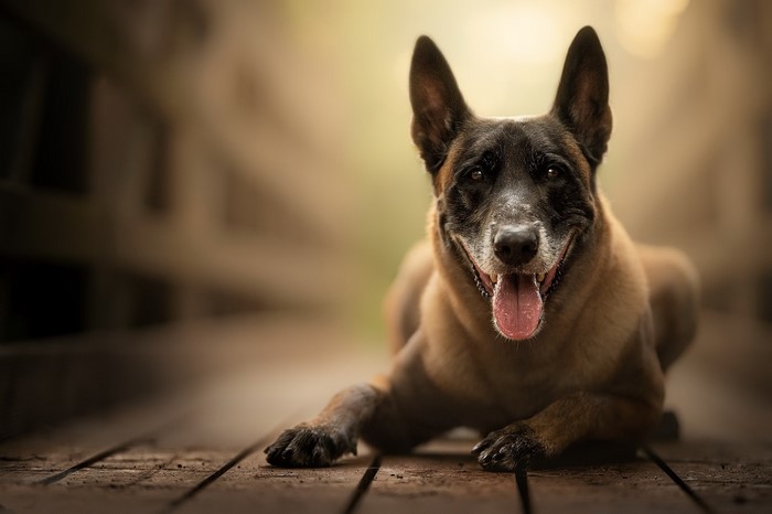 Belgian Malinois dog lying on wooden planks