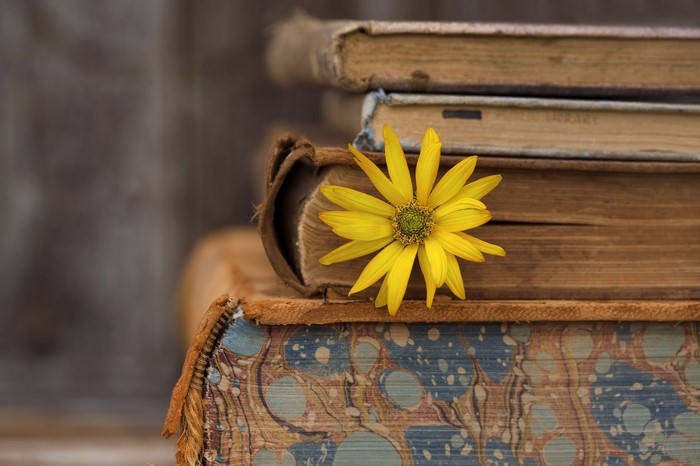 Yellow flower on stack of old books