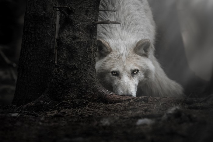 White wolf peeking from behind a tree in a dark forest