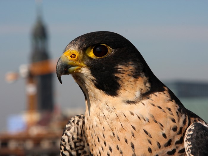 Peregrine falcon close-up with city background