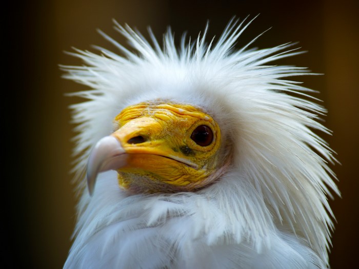 Close-up of an Egyptian Vulture's head