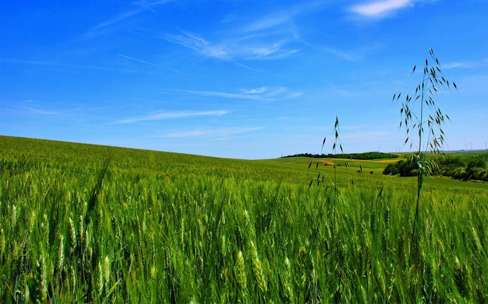 Green wheat field under a blue sky