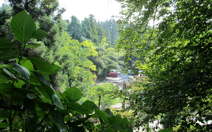 Green forest with a road and vehicles