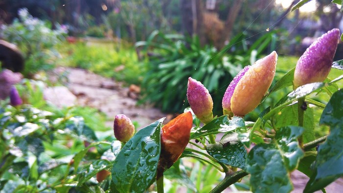Close-up of colorful chili peppers on a plant