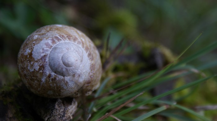Snail shell on moss and grass