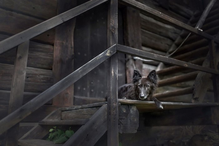 A dog rests on wooden stairs