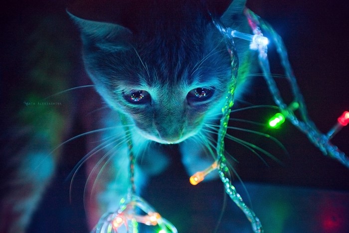 Kitten with Christmas lights