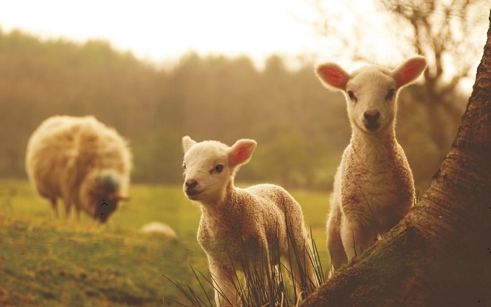 Two lambs in a field with a sheep in the background