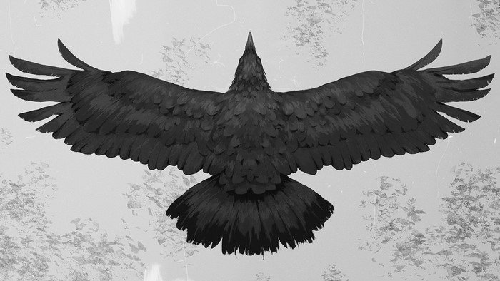 Black crow in flight, top-down view