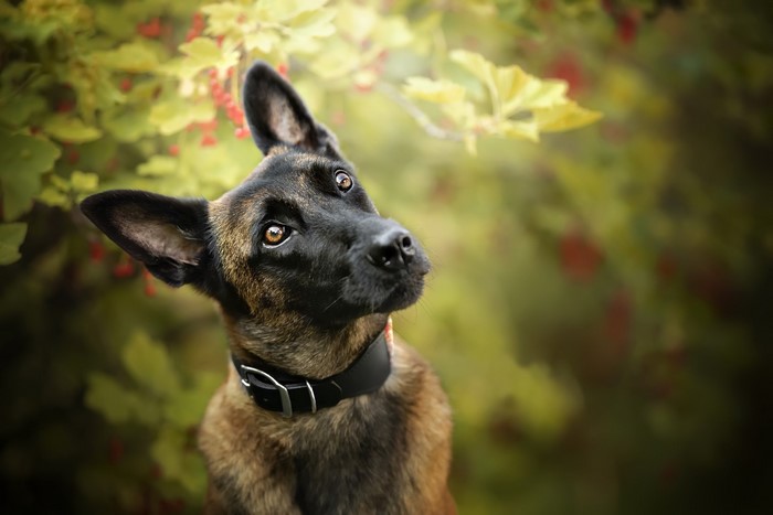 Belgian Malinois dog with collar outdoors