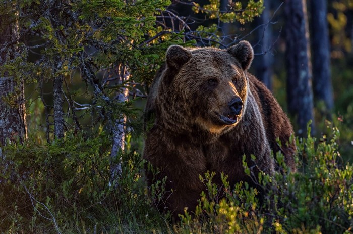 Brown bear in a forest with trees and bushes
