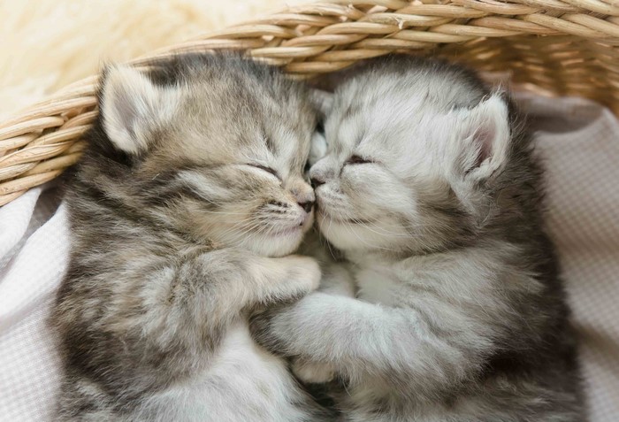 Two kittens sleeping in a basket
