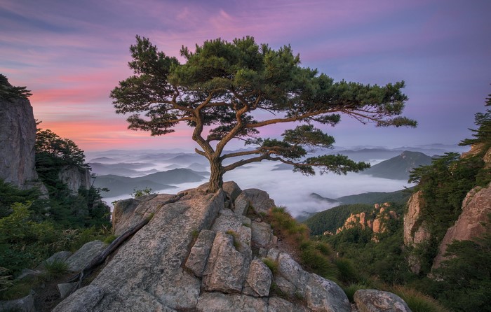 Pine tree on a rocky mountain peak with misty valleys at sunrise