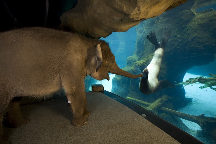 Baby elephant and seal in aquarium
