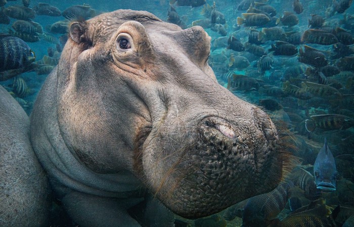 Underwater close-up of a hippopotamus surrounded by fish