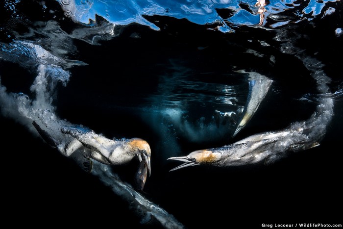 Gannets diving underwater to catch fish